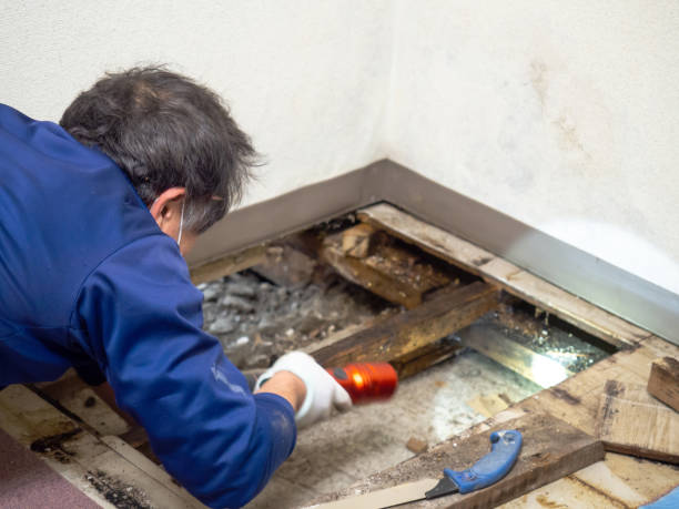 Best Mold Damage Repair  in Washingtonville, NY