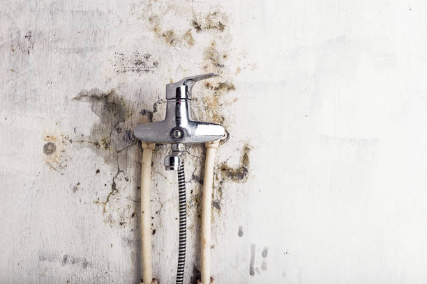 Best Commercial Mold Removal  in Washingtonville, NY