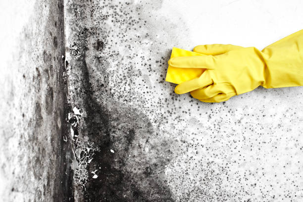 Professional Mold Removal in Washingtonville, NY