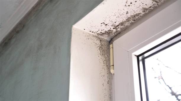 Best Mold Cleaning Services  in Washingtonville, NY