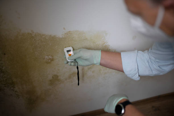 Best Home Mold Removal  in Washingtonville, NY