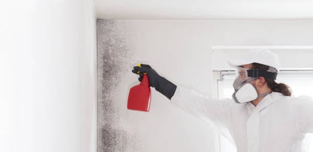 Best Professional Mold Removal  in Washingtonville, NY
