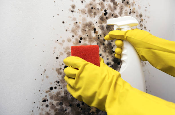Best Residential Mold Removal  in Washingtonville, NY