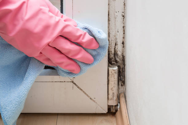 Best Crawl Space Mold Removal  in Washingtonville, NY