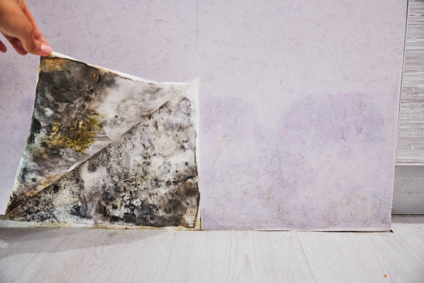 Best Mold Testing  in Washingtonville, NY